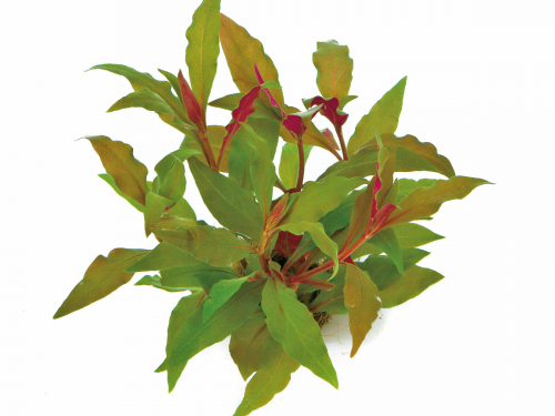 Alternanthera reineckii rosanervig - rotes Papageienblatt